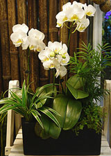 Butterfly Orchid Gifts